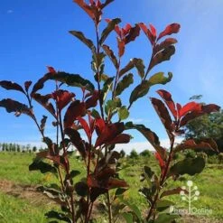 Photinia Thin Red 17 Photinia Thin Red -Plant Sale Store apo thin red nursery planting