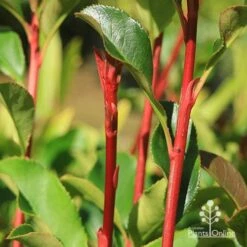 Photinia Thin Red 18 Photinia Thin Red -Plant Sale Store apo thin red red stems 2
