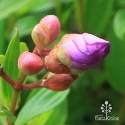 Tibouchina Allure -Plant Sale Store apo tibouchina allure bud