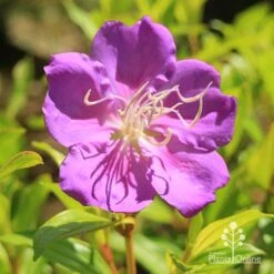Tibouchina Allure -Plant Sale Store apo tibouchina allure flower2