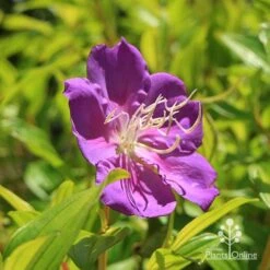 Tibouchina Allure -Plant Sale Store apo tibouchina allure flower 1