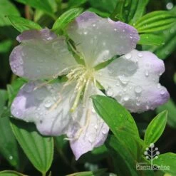 Tibouchina Chameleon 23 Tibouchina Chameleon -Plant Sale Store apo tibouchina chameleon flower
