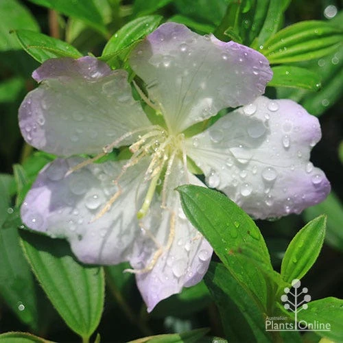 Tibouchina Chameleon 12 Tibouchina Chameleon - Image 10