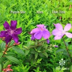 Tibouchina Purple Star 15 Tibouchina Purple Star -Plant Sale Store apo tibouchina compare 2