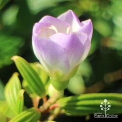Tibouchina Illusion -Plant Sale Store apo tibouchina illusion bud