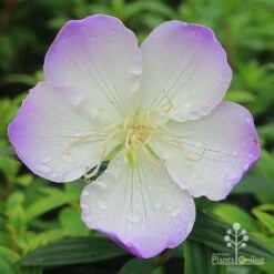 Tibouchina Illusion -Plant Sale Store apo tibouchina illusion flower perfect