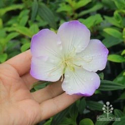 Tibouchina Illusion -Plant Sale Store apo tibouchina illusion flower size