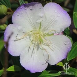 Tibouchina Illusion -Plant Sale Store apo tibouchina illusion picotee