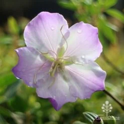 Tibouchina Illusion -Plant Sale Store apo tibouchina illusion rain