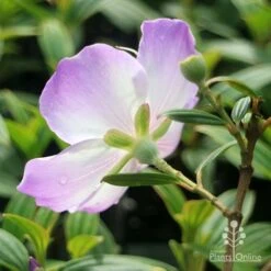 Tibouchina Illusion -Plant Sale Store apo tibouchina illusion reverse