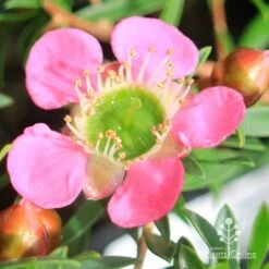 Leptospermum Tickled Pink 28 Leptospermum Tickled Pink -Plant Sale Store apo tickled pink leptospermum flower closeup 1