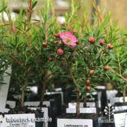 Leptospermum Tickled Pink 26 Leptospermum Tickled Pink -Plant Sale Store apo tickled pink leptospermum tubestock plants 1