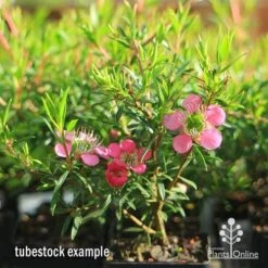 Leptospermum Tickled Pink 29 Leptospermum Tickled Pink -Plant Sale Store apo tickled pink tubestock 3 flowers 1