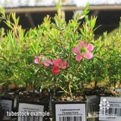 Leptospermum Tickled Pink 24 Leptospermum Tickled Pink -Plant Sale Store apo tickled pink tubestock flowers 1