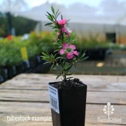 Leptospermum Tickled Pink 22 Leptospermum Tickled Pink -Plant Sale Store apo tickled pink tubestock in flower