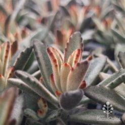 Kalanchoe Tomentosa – Panda Plant - Succulent 19 Kalanchoe Tomentosa – Panda Plant - Succulent -Plant Sale Store apo tomentosa chocolate