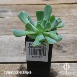 Echeveria Topsy Turvy - Succulent 20 Echeveria Topsy Turvy - Succulent -Plant Sale Store apo topsy tubestock 2