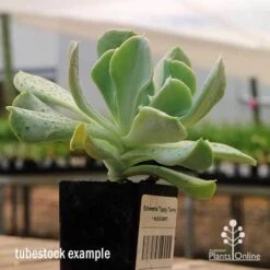 Echeveria Topsy Turvy - Succulent 19 Echeveria Topsy Turvy - Succulent -Plant Sale Store apo topsy tubestock