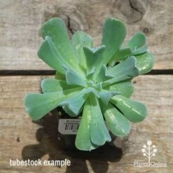 Echeveria Topsy Turvy - Succulent 15 Echeveria Topsy Turvy - Succulent -Plant Sale Store apo topsy tubestock top