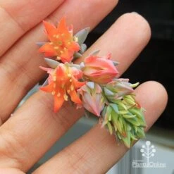 Echeveria Topsy Turvy - Succulent 16 Echeveria Topsy Turvy - Succulent -Plant Sale Store apo topsy turvy flowersize