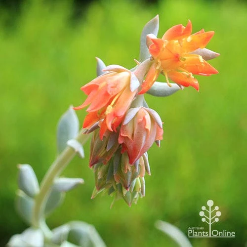 Echeveria Topsy Turvy - Succulent 4 Echeveria Topsy Turvy - Succulent - Image 2