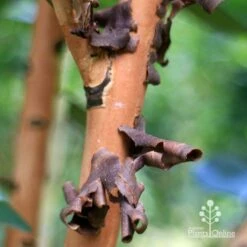 Tristaniopsis Luscious - Water Gum -Plant Sale Store apo tristaniopsis bark peel