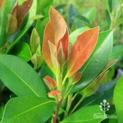 Tristaniopsis Luscious - Water Gum -Plant Sale Store apo tristaniopsis luscious winter new leaf