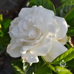 Gardenia True Love 11 Gardenia True Love -Plant Sale Store apo true love gardenia full open