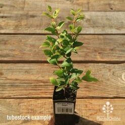 Acmena Allyn Magic 18 Acmena Allyn Magic -Plant Sale Store apo tubestock allyn magic green