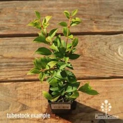 Acmena Allyn Magic 16 Acmena Allyn Magic -Plant Sale Store apo tubestock allyn magic green top