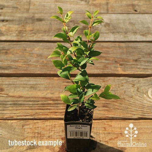 Acmena Allyn Magic 9 Acmena Allyn Magic - Image 7