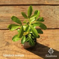 Choisya - Mexican Orange Blossom -Plant Sale Store apo tubestock choisya top