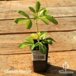 Choisya - Mexican Orange Blossom -Plant Sale Store apo tubestock choisya2