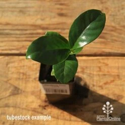 Gardenia True Love 10 Gardenia True Love -Plant Sale Store apo tubestock gardenia true love top