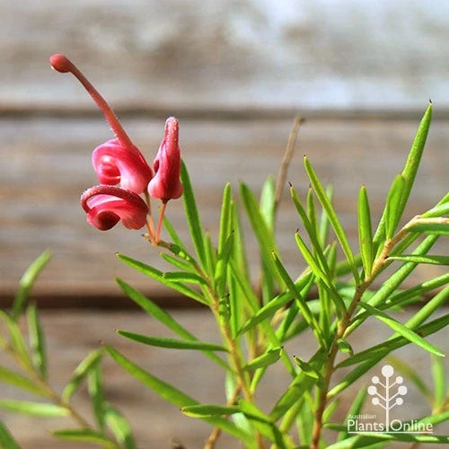Grevillea Liliane 10 Grevillea Liliane - Image 8
