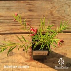 Grevillea Liliane 20 Grevillea Liliane -Plant Sale Store apo tubestock grevillea liliane top