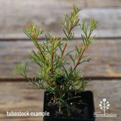Grevillea Mini Marvel -Plant Sale Store apo tubestock grevillea mini marvel close