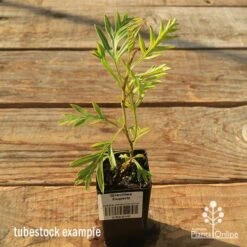 Grevillea Superb 14 Grevillea Superb -Plant Sale Store apo tubestock grevillea superb