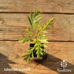 Grevillea Superb 17 Grevillea Superb -Plant Sale Store apo tubestock grevillea superb top
