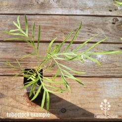 Grevillea Yamba Sunshine 15 Grevillea Yamba Sunshine -Plant Sale Store apo tubestock grevillea yamba sunshine top