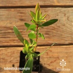 Leucadendron Gold Strike -Plant Sale Store apo tubestock leucadendron gold strike