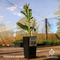 Leucadendron Gold Strike -Plant Sale Store apo tubestock leucadendron gold strike sky