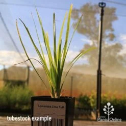Lomandra Lime Tuff 17 Lomandra Lime Tuff -Plant Sale Store apo tubestock lomandra lime tuff nursery