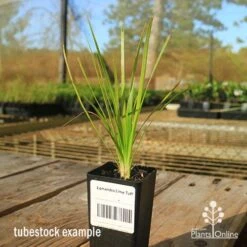 Lomandra Lime Tuff 18 Lomandra Lime Tuff -Plant Sale Store apo tubestock lomandra lime tuff sky