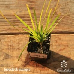Lomandra Lime Tuff 19 Lomandra Lime Tuff -Plant Sale Store apo tubestock lomandra lime tuff top
