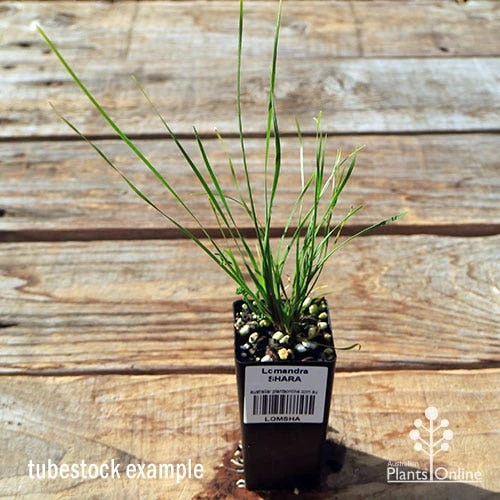 Lomandra SHARA 8 Lomandra SHARA - Image 6