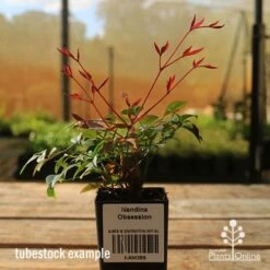 Nandina Obsession -Plant Sale Store apo tubestock obsession