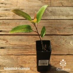 Elaeocarpus Prima Donna - Blueberry Ash 22 Elaeocarpus Prima Donna - Blueberry Ash -Plant Sale Store apo tubestock prima donna