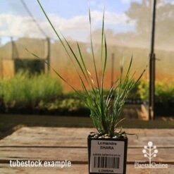 Lomandra SHARA 13 Lomandra SHARA -Plant Sale Store apo tubestock shara sky
