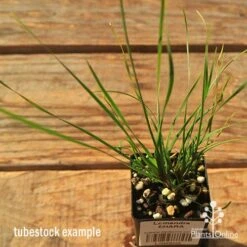 Lomandra SHARA 16 Lomandra SHARA -Plant Sale Store apo tubestock shara top